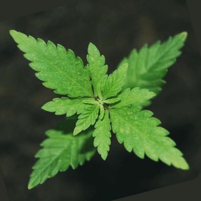 Cannabis/Marijuana/Hemp/Ganja is an Indian horizon Medicinal Plant. Lord Shiva enjoys Cannabis. Research reveals 50000 Plus uses of Cannabis. Let us Promote....