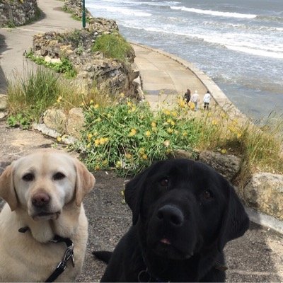 wmvnurse's profile picture. registered veterinary nurse, love my job, my animals and all their antics