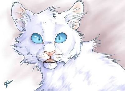 ❝That has nothing to do with the subject!❞ ✘Pearl white tom with soft blue eyes✘ ✘Calm & easy going, yet daring & loud✘