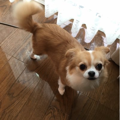 7tsu2tk's profile picture. 刀剣乱舞 豊後国審神者。 鳥太刀、源氏、江、御手杵、ごっちん沼生息中。お犬×7に埋もれながらなんとか息をしている。好きなものを大切に。成人して結構時間が経ってしまった。