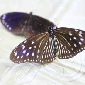 堂堂溪水さんのプロフィール画像