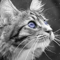 ∆Cascadingstar∆ (@fishcarousel) 's Twitter Profile
