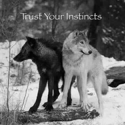 voice4paws's profile picture. My passion is simple ; love and respect my fellow Wildlands creatures! Protect and strive to preserve for my daughters future. End trophy hunting!