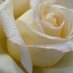 Vanilla Rose (@vahnyllarose) Twitter profile photo Vanilla Rose (@vahnyllarose) Twitter profile photo