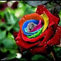 نور العين (@mkrrd1) 's Twitter Profile