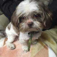 Larissa Laresa (@saucywalker63) 's Twitter Profile Photo