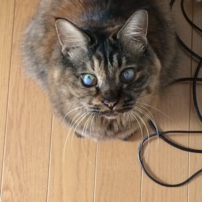 猫とギターとトリニがあればあとはゲームとアニメでおｋです。こちらはジキル垢。ハイド垢はこちら→＠ahm_pinkF