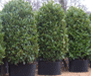 A powerful online database listing thousands of Mature Trees, Mature Hedging as well as smaller Hedging and Trees suitable for the garden