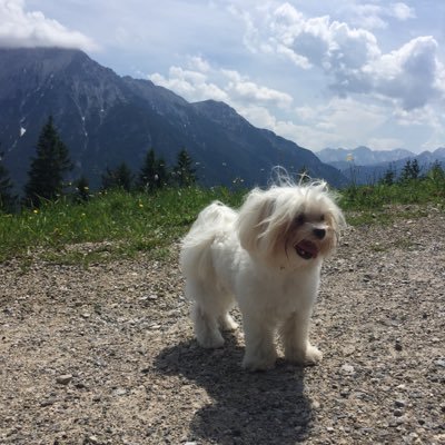 When you are a little dog in a big world. Every day is an adventure. I am Aurelia-Luna. Join my life. It is fun. #MalteseLuna #DogsofTwitter #DogsofBavaria