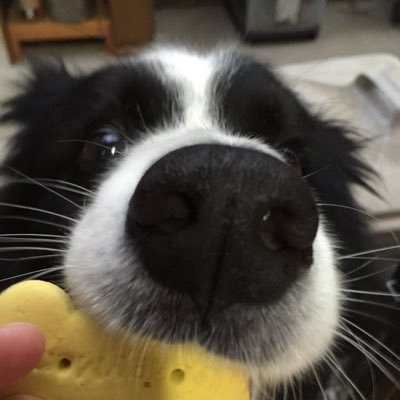 steelshop's profile picture. 釣りと犬が大好きな３児の父です。 色んなことを呟きます。