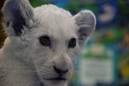 geophia's profile picture. 궁금허냐? 연락혀! 
一日千秋, 千秋一日,  醉生夢死