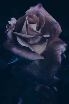 PH_AIW_Glasstar's profile picture. 환자/유한설/178/64/피터팬 증후군                                           ⭐나는야 반짝반짝 유리별⭐