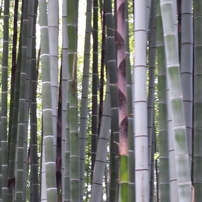 CarolCiavonne's profile picture. Poetry, essays. Azimuth@JadedIbisPress, 2014. Birdhouse Dialogues, with Susana Amundarain, @LaFi Publishers, Ltd., 2014. Editor @PositJournal.