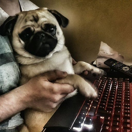 Games Development Team lead by Bailey the pug, We are graduates of @glyndwruni #gamesdev #indiedev #prowl