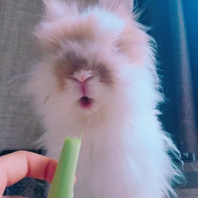 イングリッシュアンゴラ1歳雄♡ もふもふ過ぎてモップが走り回ってるみたい!ちょっとワガママだけど甘えん坊... 可愛すぎるモフモフうさぎの『あお』です✨