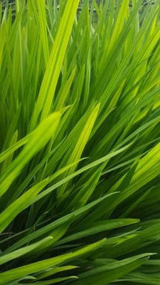 jacksnuggslee's profile picture. 