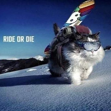 rinocel's profile picture. Altri sport