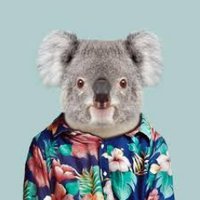 funny tweet koala(@funnytweetkoala) 's Twitter Profile Photo