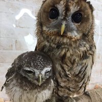 フラッフィーズスイーツファクトリー (@fluffys0906) 's Twitter Profile
