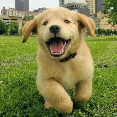 The cutest tweets imaginable. Follow us for instant happiness! ☺️ *We own no content posted*