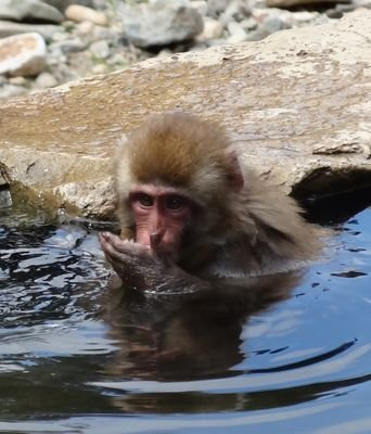 ブラタモリ的？な散策が好き。最近は水路をめぐったり、湧水をめぐったり、各地をうろうろしています。大学では一応地理学を専攻してました（大昔）。今は一般企業勤務。水辺／湧水／暗渠／地形／町歩き／温泉／生き物／自然観察など浅く広く。