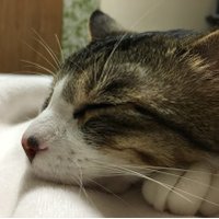 ごんざぶろう (@gon3260) Twitter profile photo