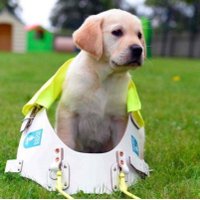 Leamington GuideDogs(@LeamGuideDogs) 's Twitter Profileg