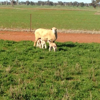 Mixed farming enterprise ; cropping and fat lambs