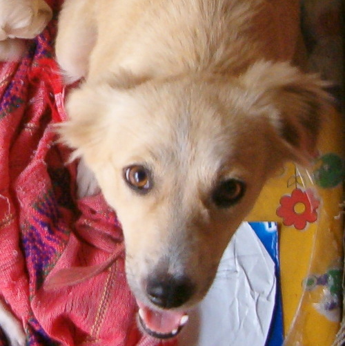 MarilynMonrowf's profile picture. I am the official shop dog & personal stylist. Shopping online is confidential, fun, and helps the animals in Peru. I was rescued by @AmazonCares!  Shop4Pets!