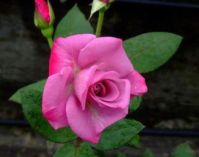 yolcuyyy's profile picture. 