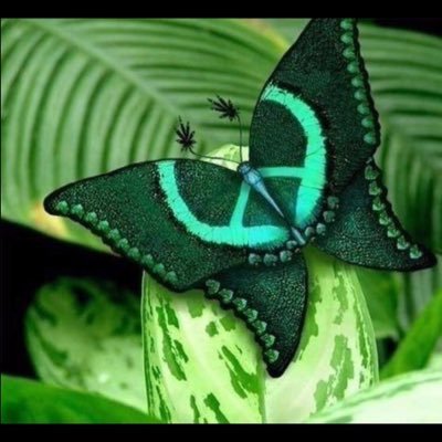 anilkusku's profile picture. 