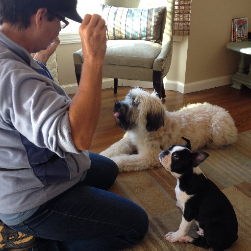 Pamela Johnson is a Certified Pet Dog Trainer, specializing in Puppy, (basic and advanced obedience) behavior issues and reactivity management.
