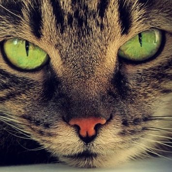 CrocosGaming's profile picture. Yis