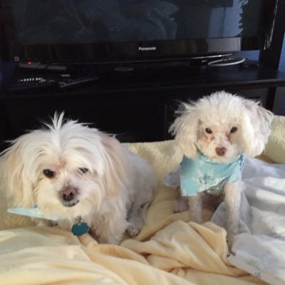 RidgeBlondie's profile picture. Knitting Minitures Needlepoint Reading