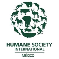 HSI Mexico(@HSI_Mexico) 's Twitter Profile Photo