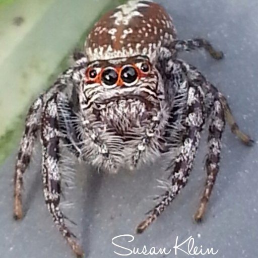 KleinCoffee's profile picture. Took an interest in taking pics on my phone, couldn't believe how the little things in my garden turned out.