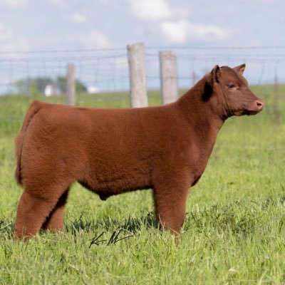 nickcar35's profile picture. Carlson Genetics & Services