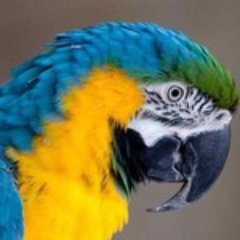 Macawさんのプロフィール画像