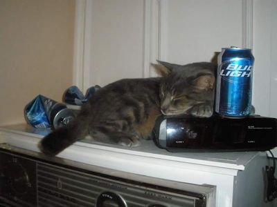 taterboy22's profile picture. Road hard and put away wet.