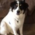Baxter The Dog (@baxterforthewin) Twitter profile photo Baxter The Dog (@baxterforthewin) Twitter profile photo