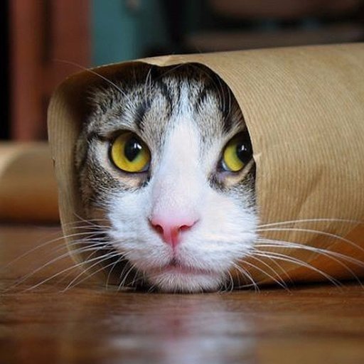 cattalks3's profile picture. 