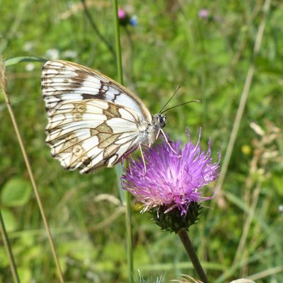 Nature watching poodle fan. Mothing enthusiast. Wild about wildlife gardening. Doing what I can to help nature in my own small way.