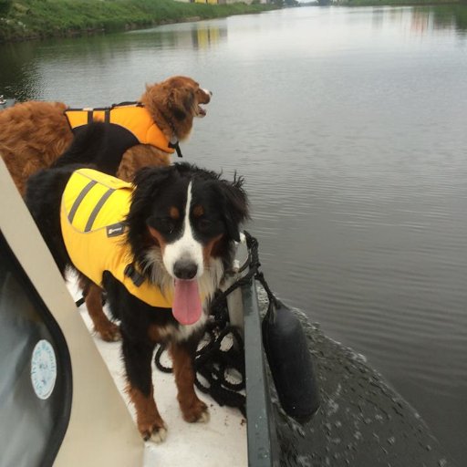 Dierenliefhebber, tekent, schildert, en (als t ff kan)waterzigeuner die o.a. berichten over gevonden en vermiste honden in de Benelux en Duitsland deelt