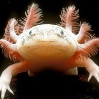 Andrea Silva (@barbietrans4mer) 's Twitter Profile Photo