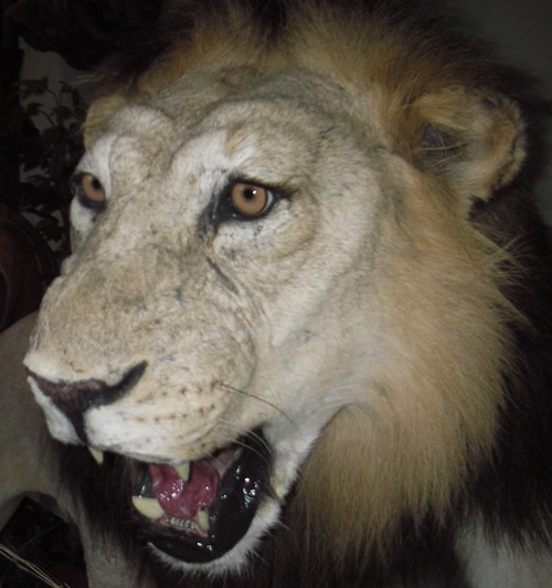 seitan's profile picture. 