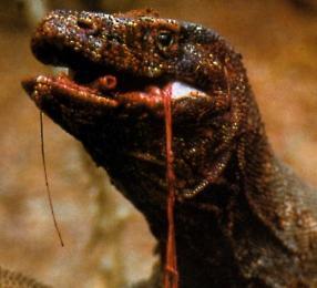Um Dragão de Komodoさんのプロフィール画像