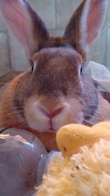 I am a 1 yr old(21 in people years) Flemish bunny. I love getting out of the house for walks on my leash, and playing tag with my sisters.