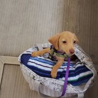 TriskeleQuilts (@triskelequilts) 's Twitter Profile