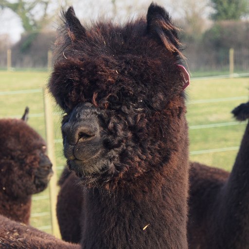 Wyvern Vale Alpacas