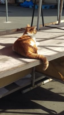 daikro_dq10's profile picture. ソシャゲ好き
メガニケ
アイプラ
ドラクエウォーク
この辺やってます
他にも色々ソシャゲしてるので
関係ない方にはうるさいアカウントかもしれないので
フォロバとかは本当に不要です